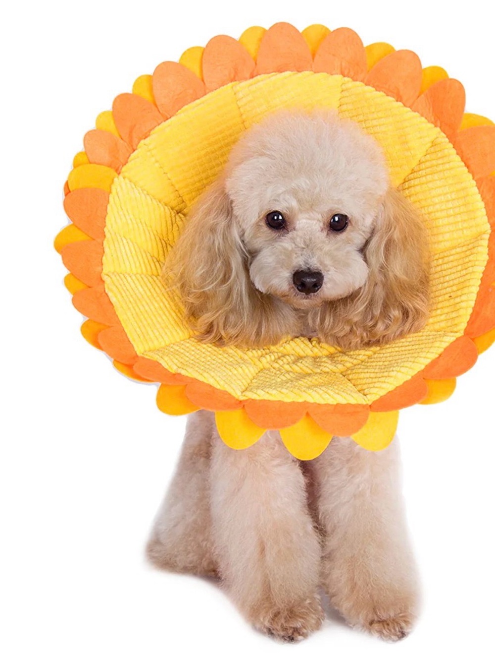 NOEL SUNFLOWER RECOVERY COLLAR